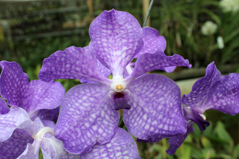 Vanda Sansai Blue.jpg