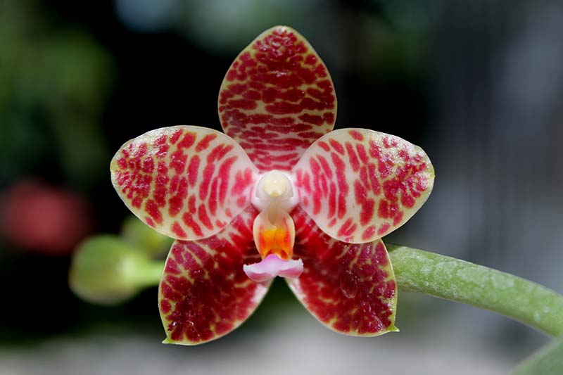 Phalaenopsis gigantea x Chang Yi 'Green Giant'.jpg
