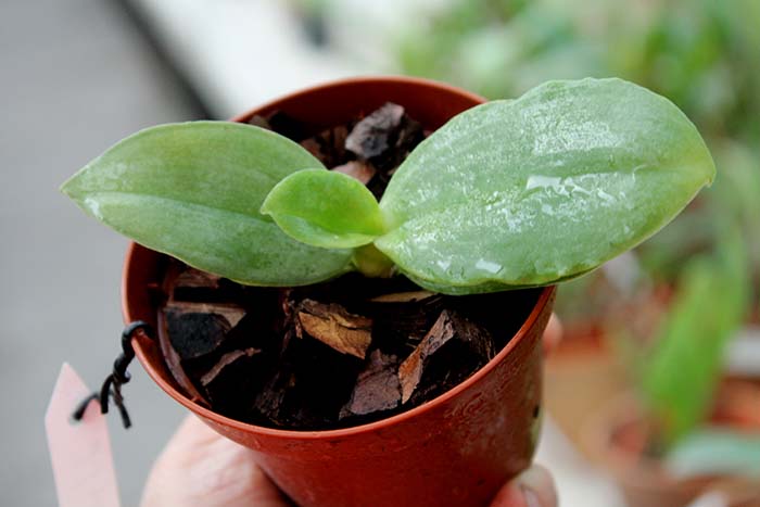 Phalaenopsis Red Jaguar (Phalaenopsis Hsu Li-Shian x Phalaenopsis gigantea)