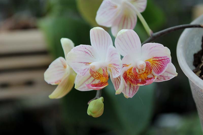 Doritaenopsis Little Gem Stripe x Phalaenopsis Joy Dreamy Jade.jpg