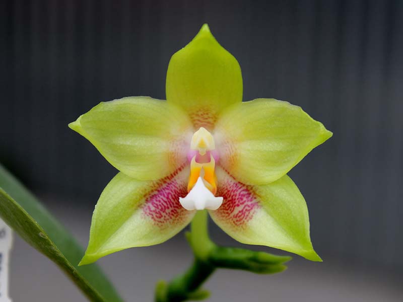 Phalaenopsis Zheng Min Muscadine x Tying Shin Fly Eagle.jpg