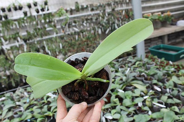 Phalaenopsis cornu cervi 'Dark Red'.jpg