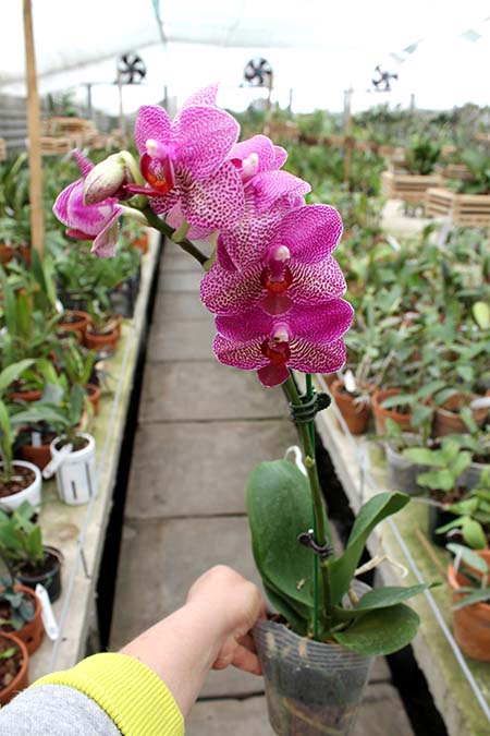 Phalaenopsis (Mituo Sun x Ching Her Buddha) x Mituo Sun.jpg