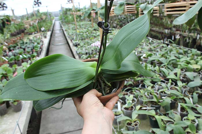 Phalaenopsis Chang Jo (Chang Jhih Rose x Jong's Gigan Cherry).jpg