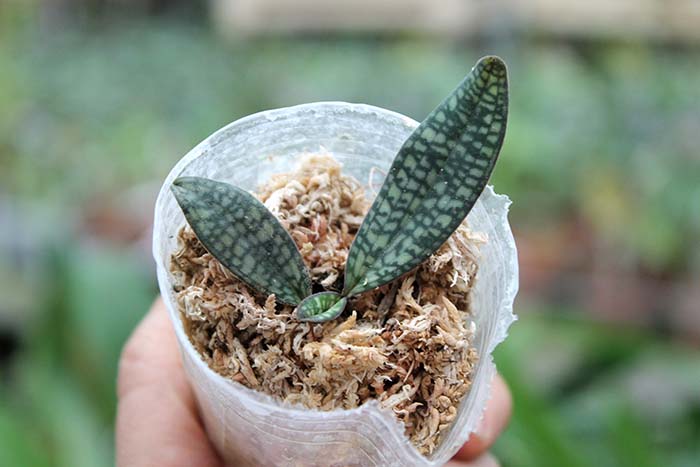 Paphiopedilum rungsuriyanum.jpg