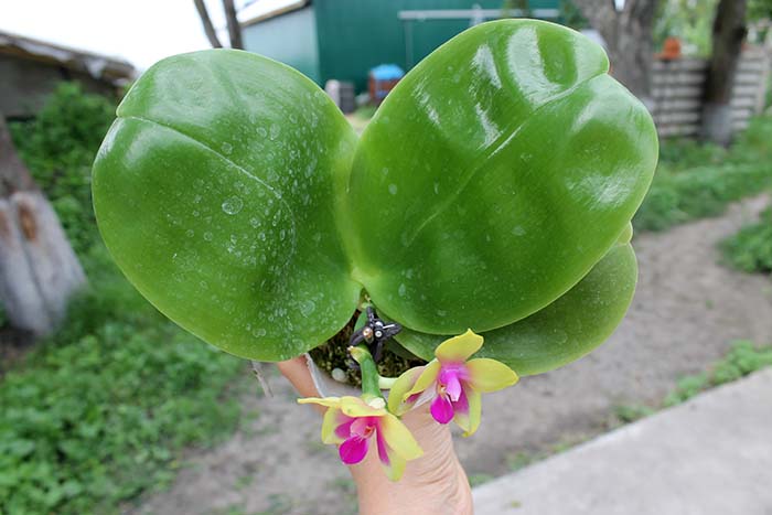 Phalaenopsis ((Sogo Kaiulani x bellina) x LD's Bear Queen) x LD's Bear Queen.jpg