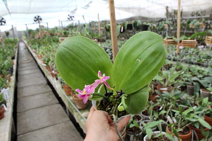 Phalaenopsis Mituo King Bellina.jpg