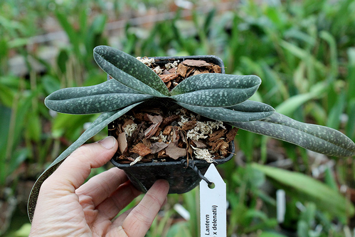 Paphiopedilum Magic Lantern (micranthum x delenatii).jpg