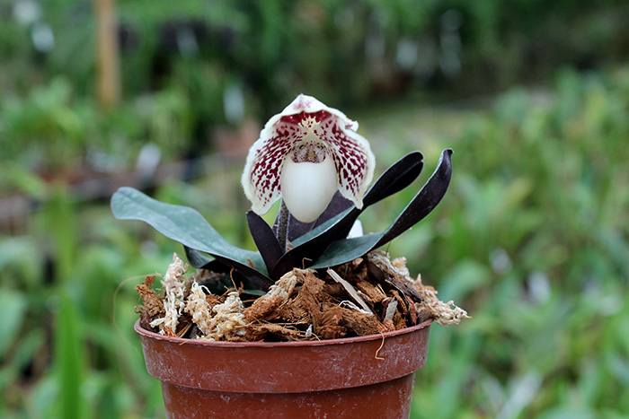 Paphiopedilum leucochilum.jpg