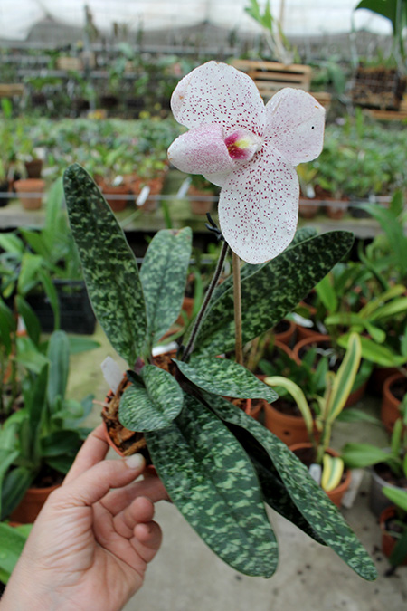 Paphiopedilum niveum x vietnamense.jpg