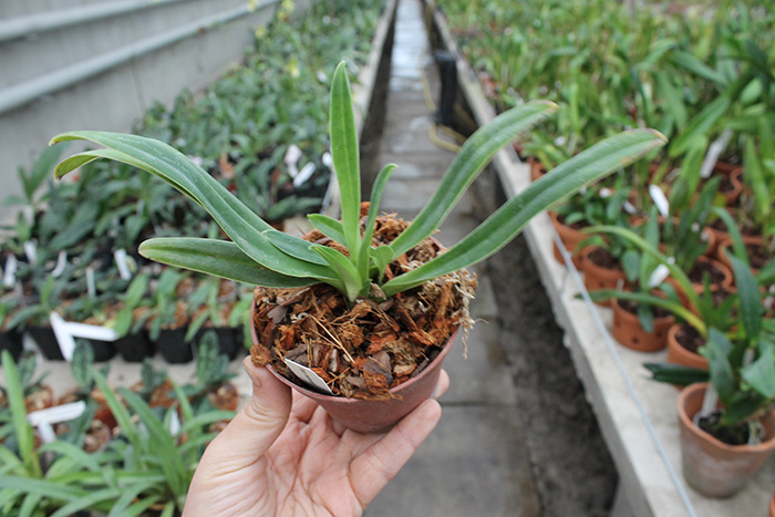 Paphiopedilum henryanum.jpg