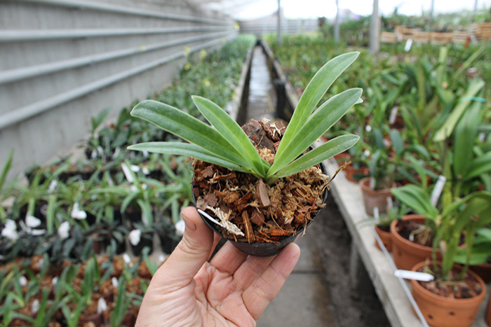 Paphiopedilum helenae.jpg
