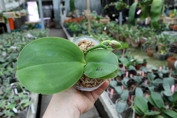 Phalaenopsis Mituo Sun King x Samera.jpg