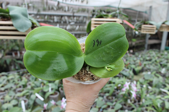 Phalaenopsis Zeng Min Muscadine x violacea indigo.jpg