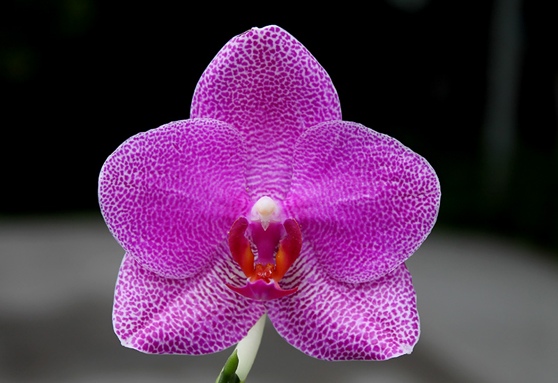 Phalaenopsis (Mituo Sun x Ching Her Buddha) x Mituo Sun.jpg