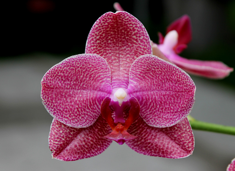 Phalaenopsis (Mituo Sun x Ching Her Buddha) x Mituo Sun.jpg