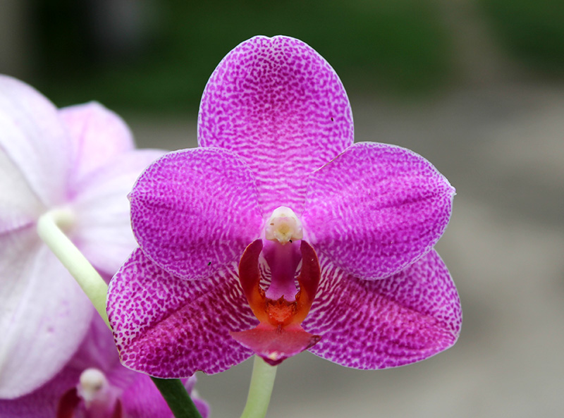 Phalaenopsis (Mituo Sun x Ching Her Buddha) x Mituo Sun.jpg
