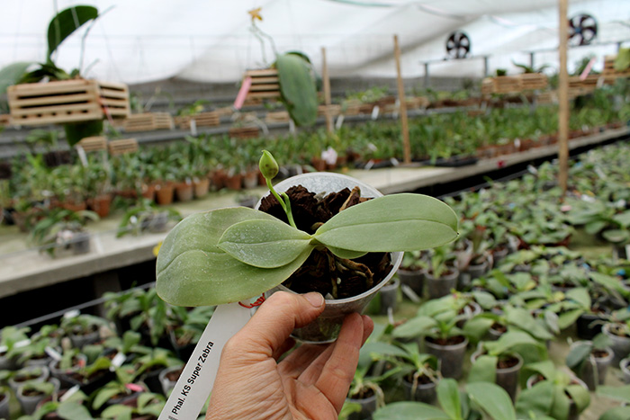 Phalaenopsis KS Super Zebra.jpg