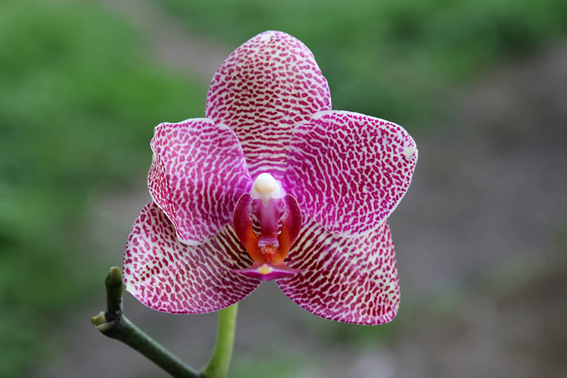Phalaenopsis (Mituo Sun x Ching Her Buddha) x Mituo Sun.jpg