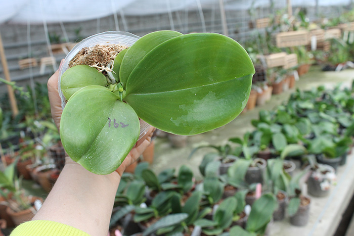 Phalaenopsis Mituo Sun King x Samera.jpg