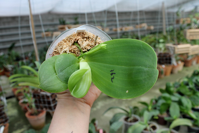 Phalaenopsis Mituo Sun King x Samera.jpg