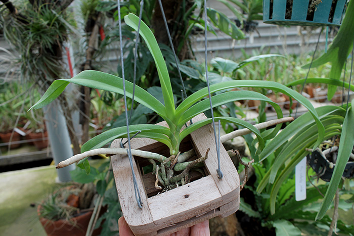 Vanda bensonii.jpg