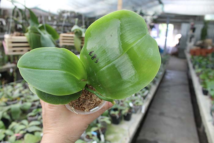 Phalaenopsis Mituo Prince x bellina.jpg