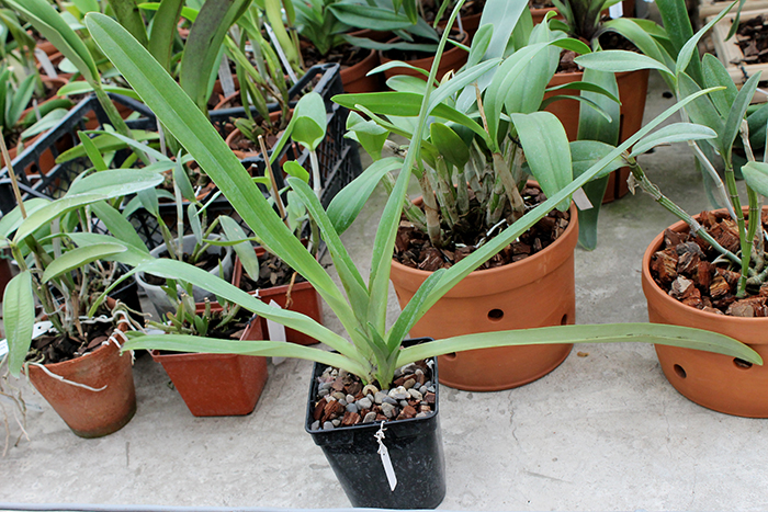 Paphiopedilum Lady Isabel x St Swithin.jpg