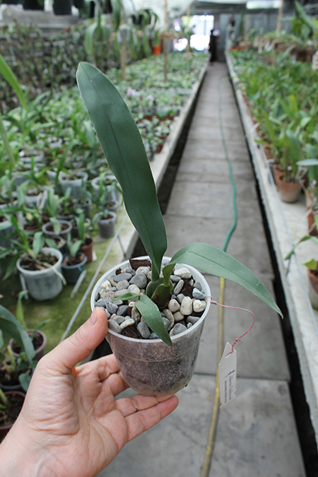 trichopilia marginata.jpg