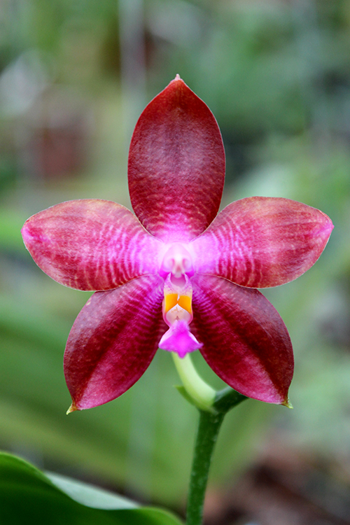 Phalaenopsis tetraspis 'C#1' x Dragon Tree Eagle.jpg