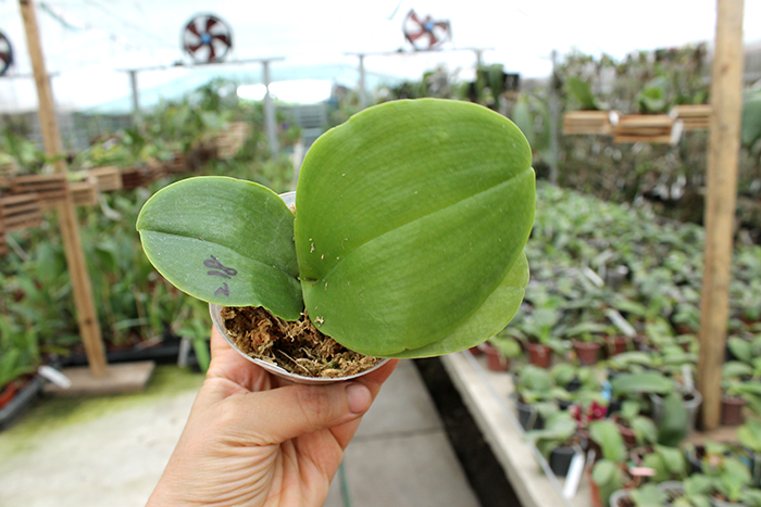 Phalaenopsis Lyndon Reflex x LD's Bear King.jpg