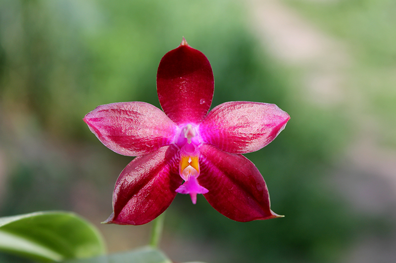 Phalaenopsis Ld's Bear King 'Red King' x Su-An Super Star.jpg