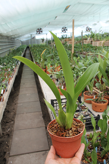 Beallara Smile Eri.jpg