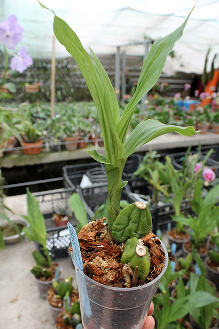 Lycaste Shugakuin.jpg