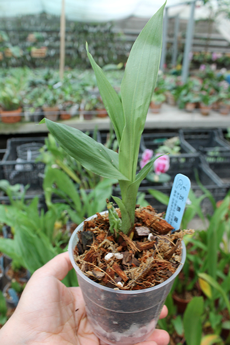 Lycaste Chita Carnival (skinneri 'Ipara' x John Ezzy 'Pink Star 4N').jpg