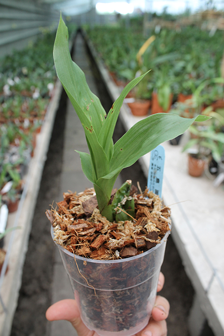 Lycaste John Ezzy (Shoalhaven Moriyama No1' x Koolena 'Elva').jpg