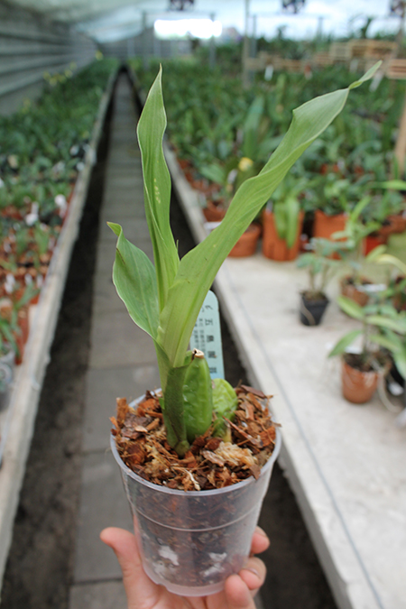 Lycaste Petit Devil (Rapsberry 'Red' x Chita Parade 'Red').jpg