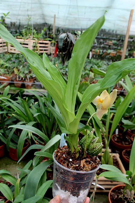 Lycaste Muscat (luminosa 'Fragrance' x Rosamond).jpg