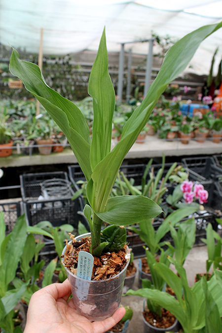 Lycaste Kamigamo ((Leo x Imshootiana) x Mem Kageyuki Mito 'Yellow Fantasy').jpg