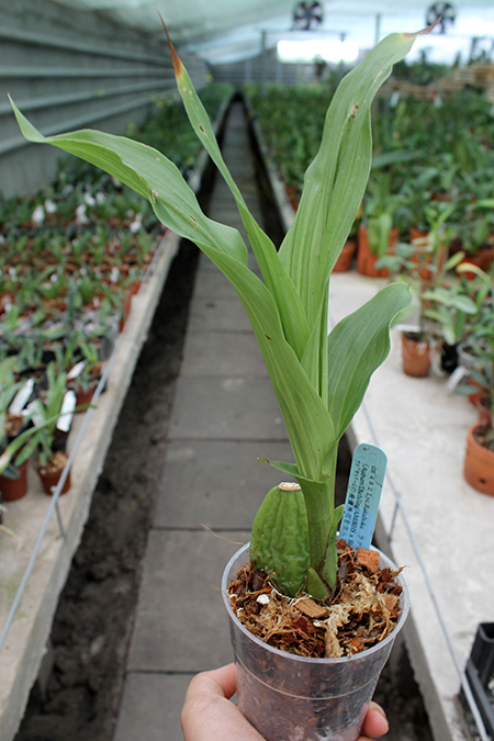 Lycaste Rakuhoku (Auburn Dichiling x Shoalhaven 'Kobe').jpg