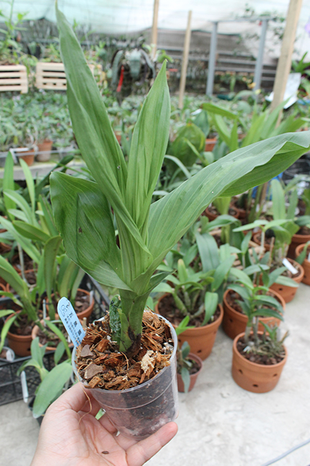 Lycaste Shonan Bright (John Ezzy 'Pink Star' x Shoalhaven 'Kobe').jpg