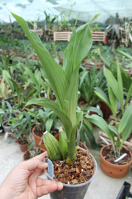 Lycaste Kibune (Kitayama 'Yellow Bird' x Mem Kageyuki Mito 'Kaiho').jpg
