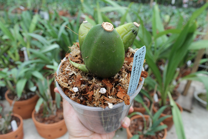 Lycaste Arisugawa (Kitayama x Shoalhaven 'Kyoto').jpg
