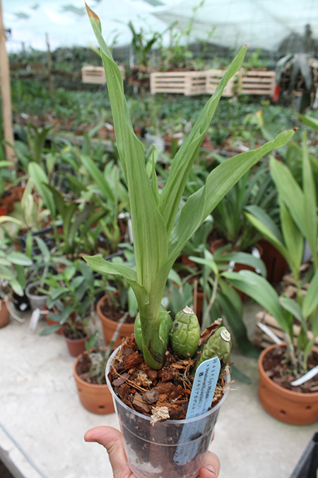 Lycaste Miyabi (Mem Kageyuki Mito 'Yellow Fantasy' x Shoalhaven Kyoto').jpg