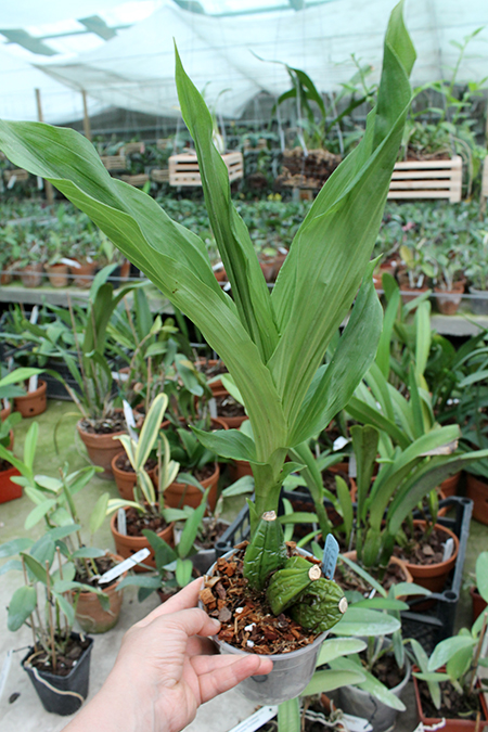 Lycaste Ninenzaka (cochleata x Shoalhaven 'Kyoto').jpg