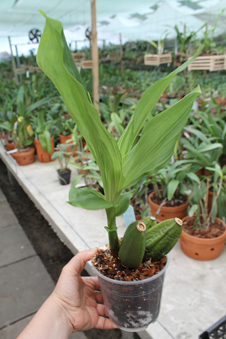 Lycaste Muromachi (Auburn 'Dichling' x Mem Kageyuki Mito 'Kaiho').jpg