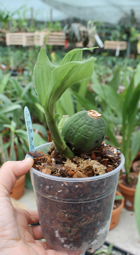 Lycaste Murasakino (Wyldcourt 'Red' x Shoalhaven 'Kyoto').jpg