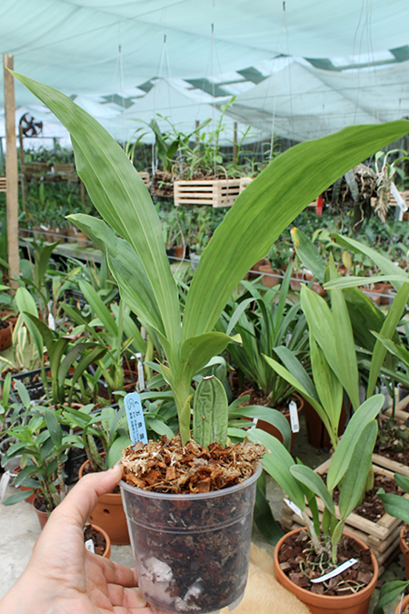 Lycaste Andromeda (nana x Sunray 'Odette').jpg