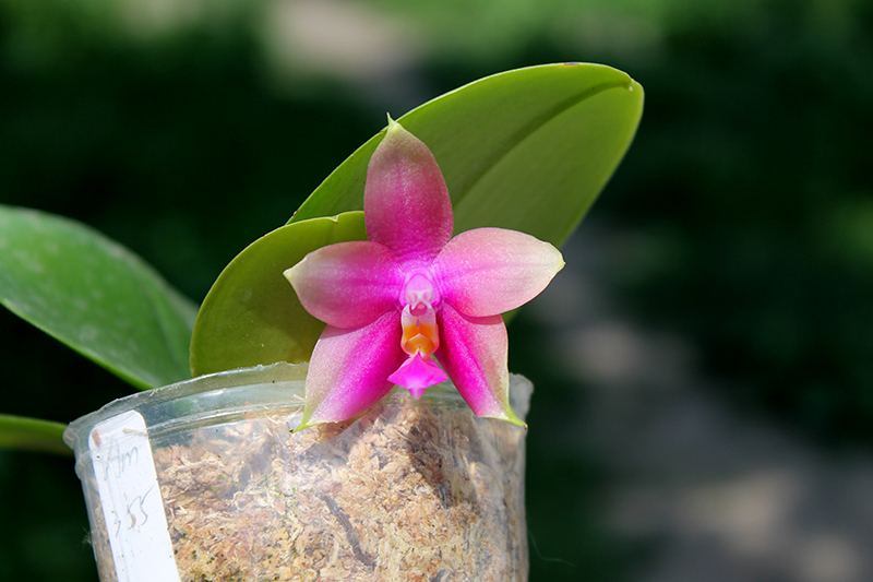 Phalaenopsis Mituo Coral Mambonosa x LD's bear Queen.jpg