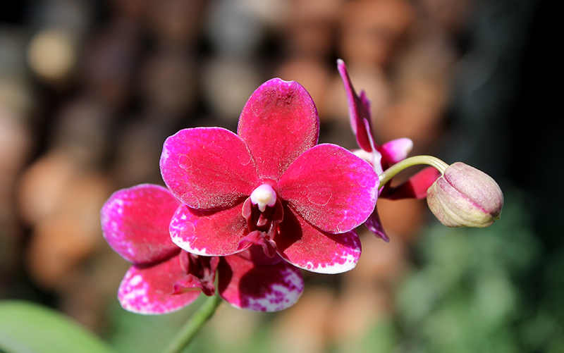 Doritaenopsis Taisuco Micky.jpg